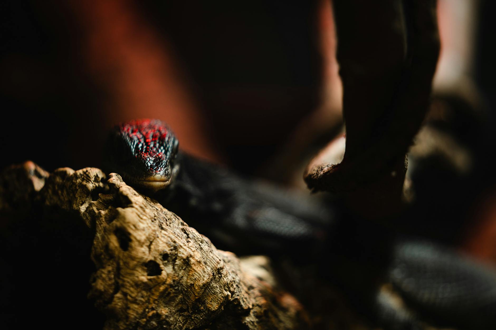 Dramatic close-up of an exotic black and red lizard resting on a rugged branch in a tropical setting.