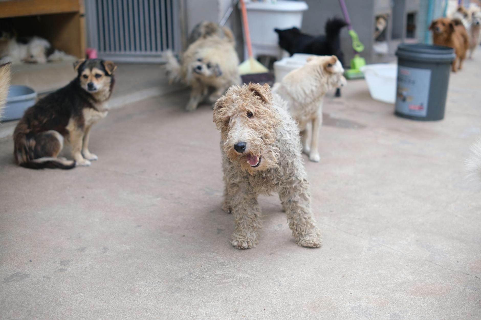 A collection of various dog breeds sitting on concrete in a shelter, waiting for adoption.