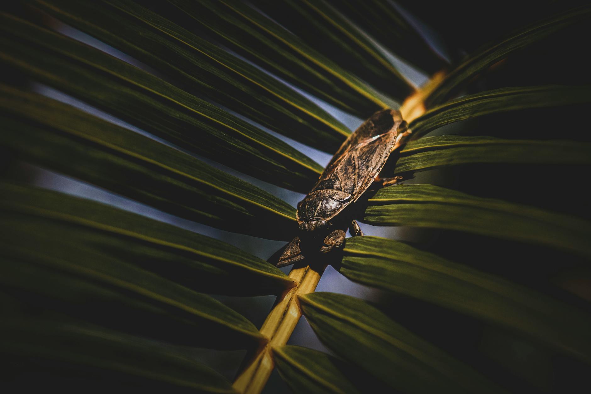 Close-up of a water bug resting on a palm leaf, highlighting natural textures.